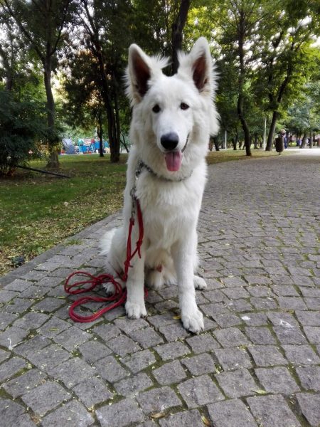 DRESAJ CANIN DE SPECIALITATE